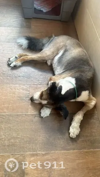 Encontrado cachorro macho, Avenida Severino Ballesteros, 2012 - perto do Shopping Contagem, mancando da perna esquerda traseira - photo