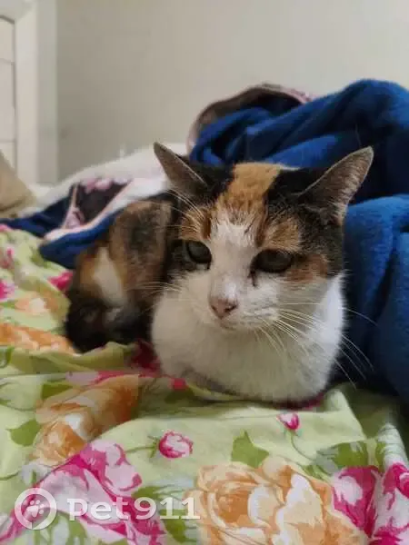 Encontrado gato fêmea, Rua Fernando de Mascarenhas, 91 — tricolor, pelo macio - photo