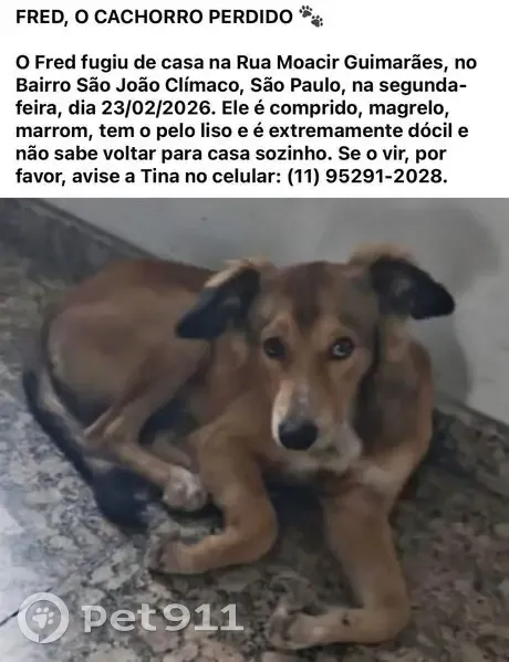 Perdido cachorro macho, Rua Moacir Guimarães, São Paulo — marrom, comprido e super dócil - photo