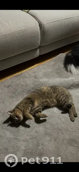 Perdido gato hembra, Calle Durango, 12, Santutxu - esterilizada y amigable - photo