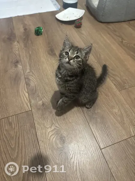 Found cat, Erdington, Birmingham, UK — female kitten, around 8 weeks old - photo