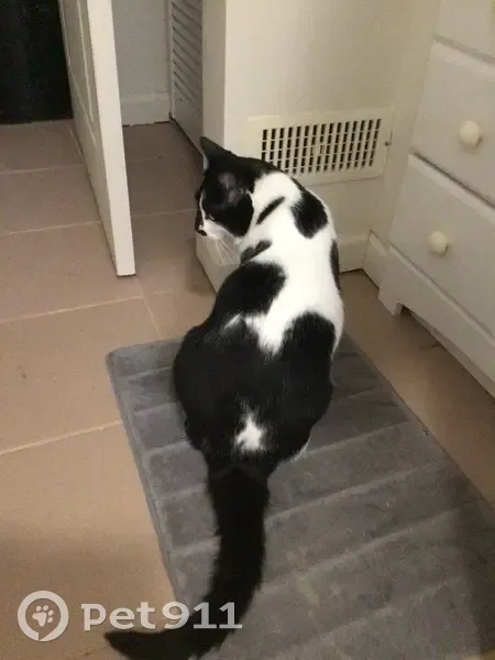 Lost cat, Idlewood Drive, 9687, Brooklyn - black and white tuxedo, yellow-green eyes - photo