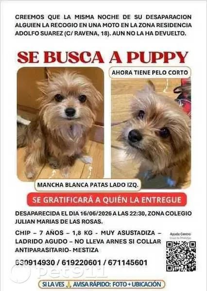 Perdido perro hembra, Calle de Oslo, 18, Madrid, Pozuelo de Alarcon - marrón dorado, 1,8 kg, chip - photo