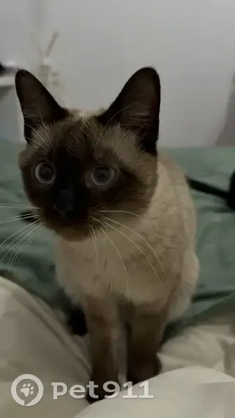 Perdido gato hembra en Calle las Mercedes, 6, Gijón, Pozuelo de Alarcon - pequeñita y de 2 años - photo