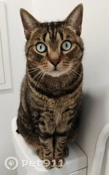 Chat perdu mâle, Rue des Rabats, 16, Antony, Paris - tigré noir et marron - photo