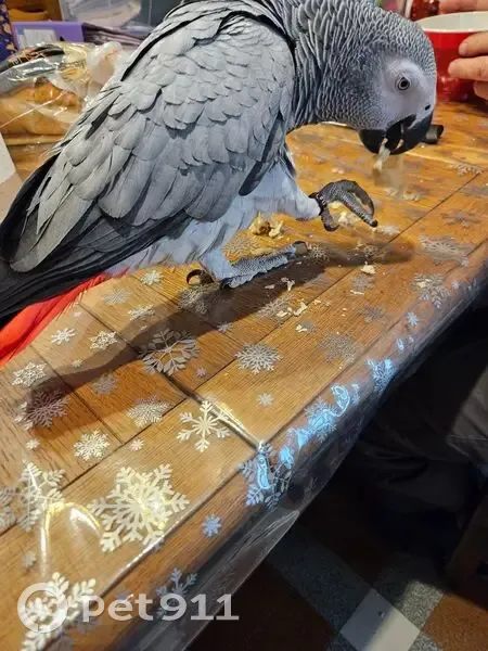 Perdue oiseau femelle, Hescamps, Grandvilliers - gris du Gabon, queue rouge, bague NL 11.0 - photo