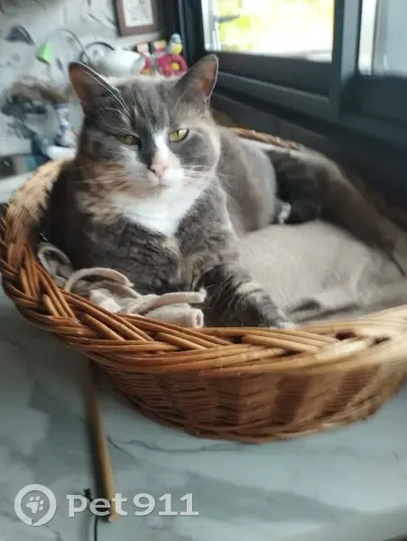 Chat perdu, Route des Sèches Tournées, Fraize, Paris - femelle - photo