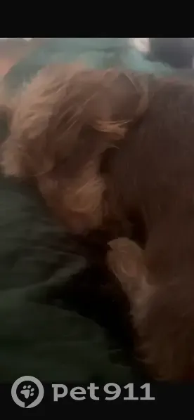 Lost dog, Islington, London - brown long-haired dachshund - photo