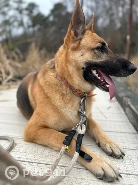 Lost dog, Lebanon Road, Spring Grove, Manhattan - female with a small notch on the edge of her right ear - photo