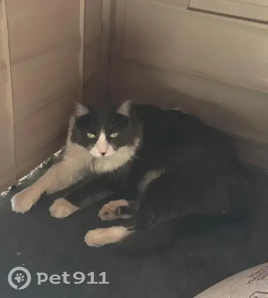 Perdido gato masculino, Avenida Piotr Ilich Tchaikovski, 750, Guadalajara - cola peluda - photo
