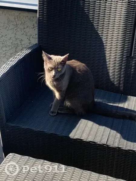 Chat perdu, Impasse des Vergers, 11, Heillecourt - femelle grise - photo