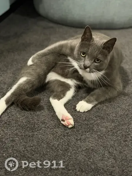 Lost cat, Thynne Avenue, 45, Corinda - male - grey and white with white sock paws - photo