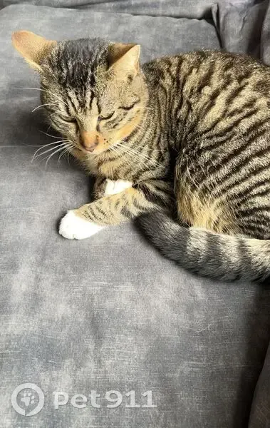 Chat perdu, Rue des Écoles, 11, Arnage - mâle gris foncé tigré - photo
