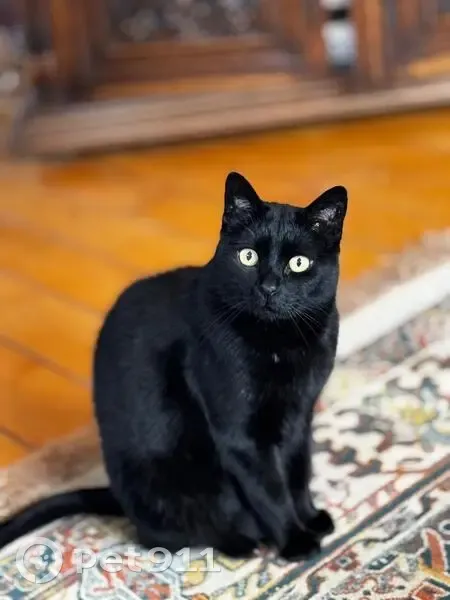 Perdido gato macho negro, N-234, 19, Sot de Ferrer, Sagunto - photo