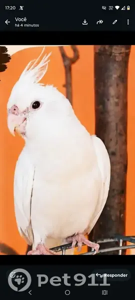 Perdida pássaro fêmea, Rua Ana Aparecida Prado Cantador, São Carlos — calopsita que atende pelo nome Branca - photo