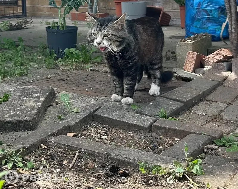 Found cat, Grantham Road, 256, Barking — fluffy tabby in a black harness with white polka dots - photo