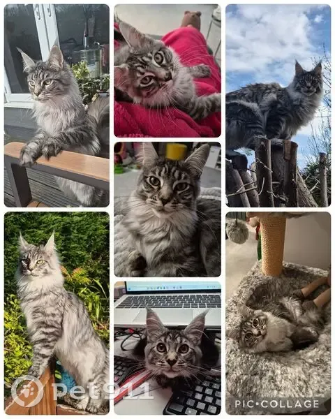 Lost cat, Sylvia Crescent, Totton, Coventry - white and grey Maine Coon - photo