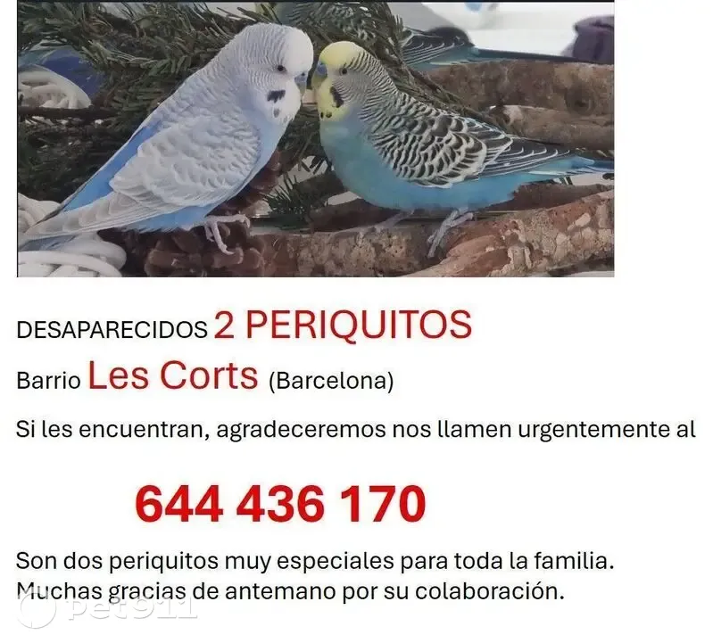 Perdida ave macho, Carrer Numància, 117, Barcelona - dos periquitos machos - photo