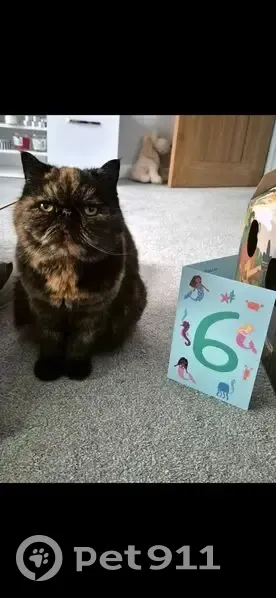Lost cat, Sylvia Crescent, Totton, Nursling - small tortoiseshell exotic, timid - photo