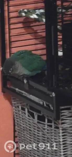 Perdue oiseau mâle, Avenue des Cèdres, 14, Rognac - conure à joue verte, plumage turquoise - photo