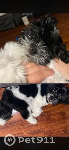 Lost dog, East Thunderbird Road, 3701, Phoenix - male - photo