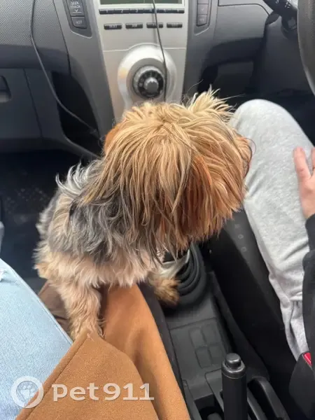 Found dog, Cross Street, 43, Randburg - male, friendly, handed over to Bryanston Vet - photo