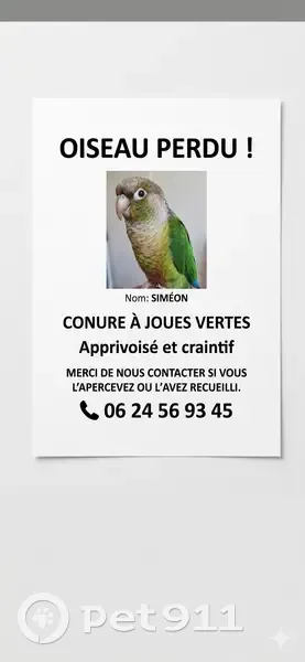 Perdue oiseau, Chemin de la Valette, Maraussan, Paris - perruche verte - photo