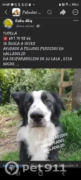 Perro perdido macho, Tudela de Duero, Valladolid - color negro con partes blancas - photo