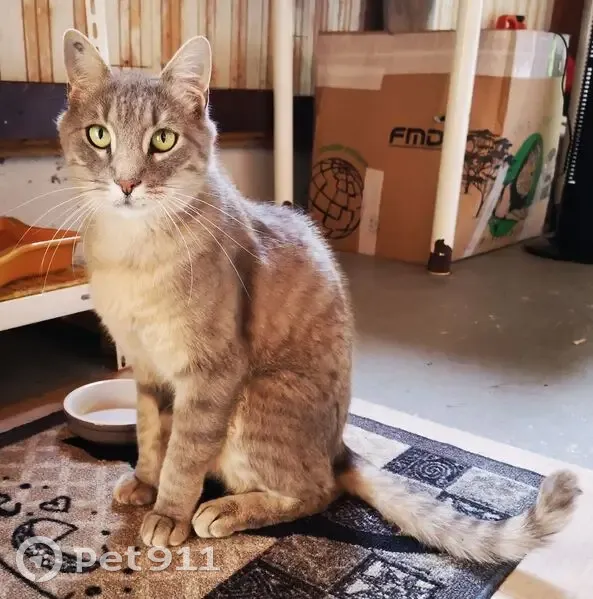 Chat perdu mâle, Marat, Job — tigré gris clair, puce électronique - photo