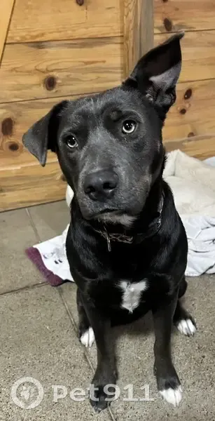 Lost female dog, Vince Road, 2100, Nicholasville, Lexington - pink collar, 3 white paws - photo