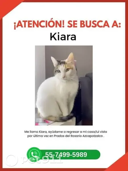 Perdido gato hembra, Avenida de los Ejidos, 254, Tlalnepantla - blanca, un ojo azul y otro verde con amarillo - photo