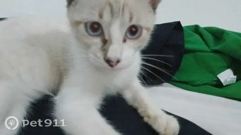Perdido gato macho, Rua João Nelson de Melo, Sergipe - filhote com rabo listrado - photo