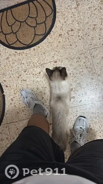 Encontrado gato macho, Carrer Primer de Maig, 46, Gandia — muy cariñoso y se metió en el portal - photo