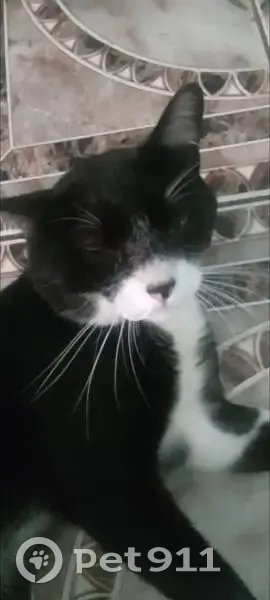 Perdido gato macho, Rua Laércio Carrara, São Paulo — pelagem preto e branco, olhos verdes - photo