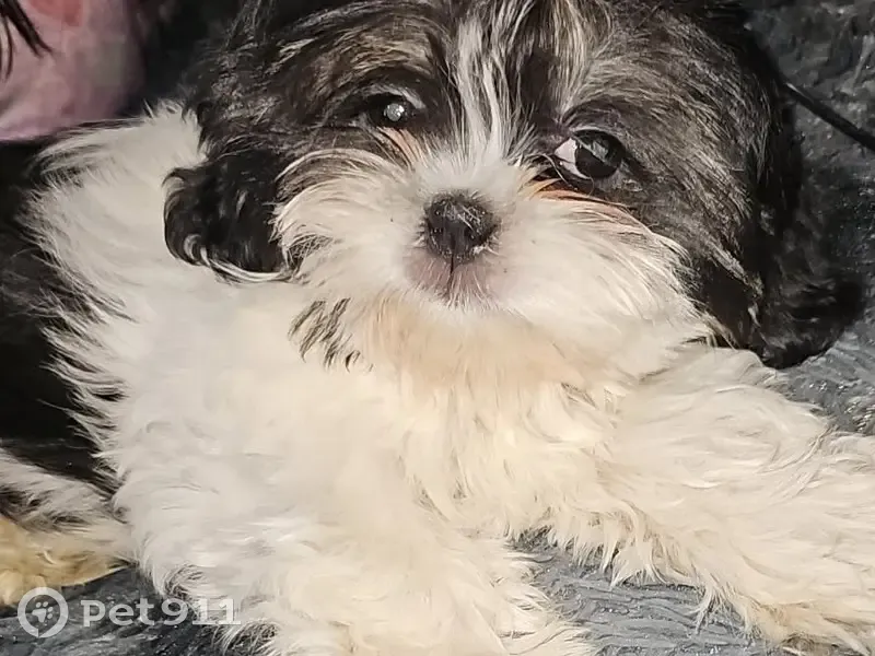 Lost dog, Perry Street, 12205, Broomfield - female Shih Tzu, black with white coat - photo