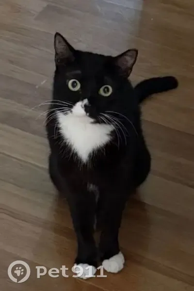 Lost cat, Yishun Avenue 2, 790, Singapore, Sengkang - male tuxedo cat - photo