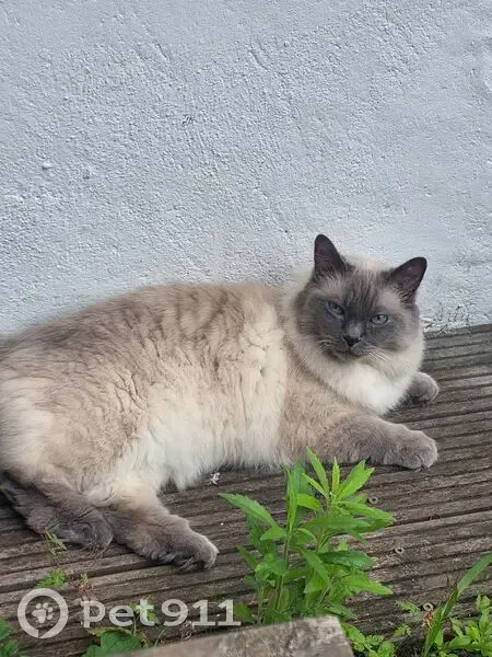 Chat perdu mâle, Avenue Humbert, Colombes, Paris - photo