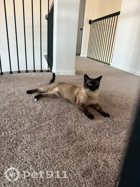 Lost cat, Prosper, Texas - male - Siamese with one white rear paw - photo