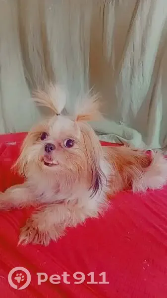 Perdido cachorro fêmea, Rua Cemiterio, 229 - photo