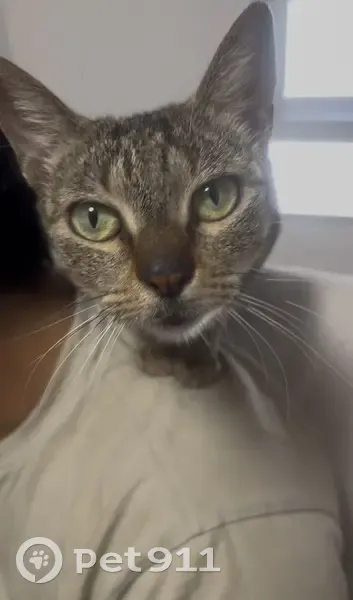 Perdido gato hembra, Calle de Abén Al-Abbar, 13, Valencia - cuerpo pequeñito y medio cuerpo pelado - photo