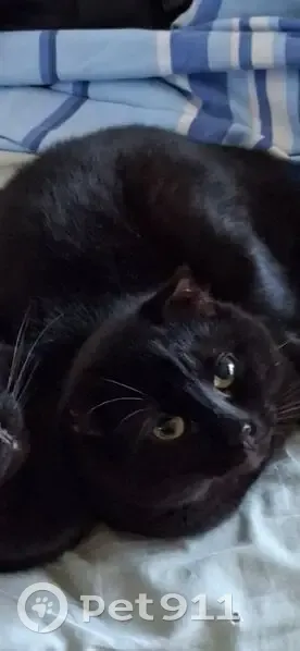 Chat perdu, Rue du Petit Mennecy, 25, Mennecy - mâle, noir, yeux verts - photo