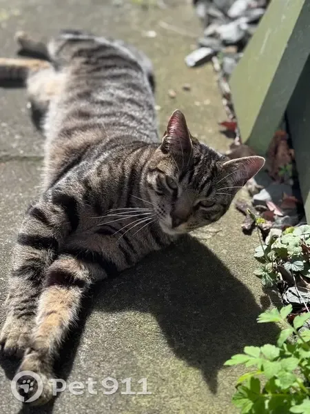 Lost cat male, Moor Lane, Salford, Prestwich - silver tabby, ringed tail - photo