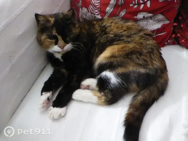 Lost cat, Park View, 21, Bromborough - female, small tortoiseshell with white tip on tail - photo
