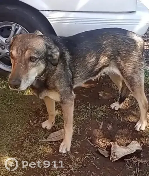 Perdido perro hembra, Carretera México - Toluca, 139, Huixquilucan - photo