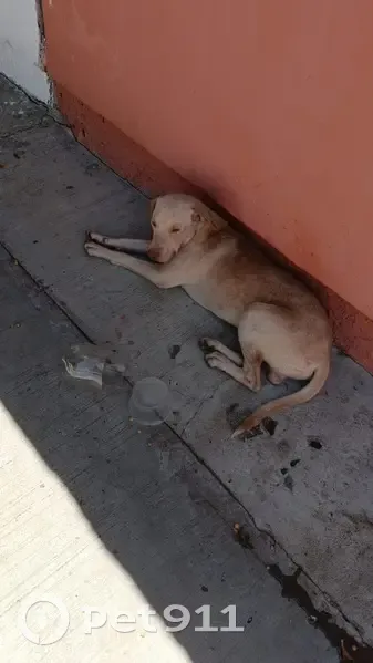 Encontrado perro macho en Tuxtla Gutiérrez, Chiapas - color beige y ojos claros - photo