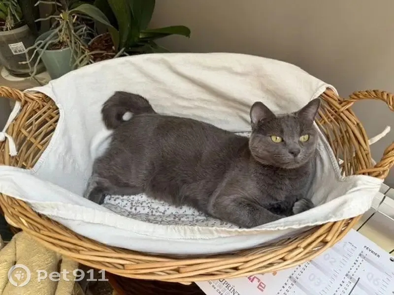 Chat perdu, Rue Jacques Éléonor Ferme, 15, Colombes - femelle craintive - photo