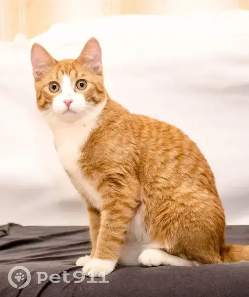 Lost cat, Australia Road, Sutherland Shire Council, Saint Marys - male, very timid - photo