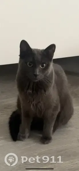 Chat perdu, Rue des Goulvents, 4, Nanterre, Paris - femelle, assez peureuse - photo