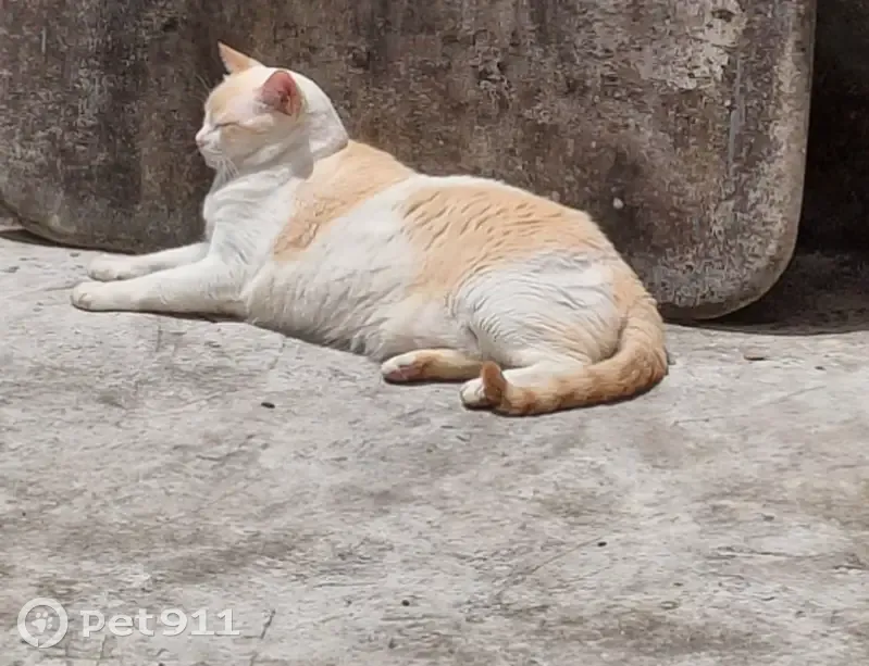 Perdido gato macho, Rua do Oriente, 25 - dócil, medroso e grandinho - photo
