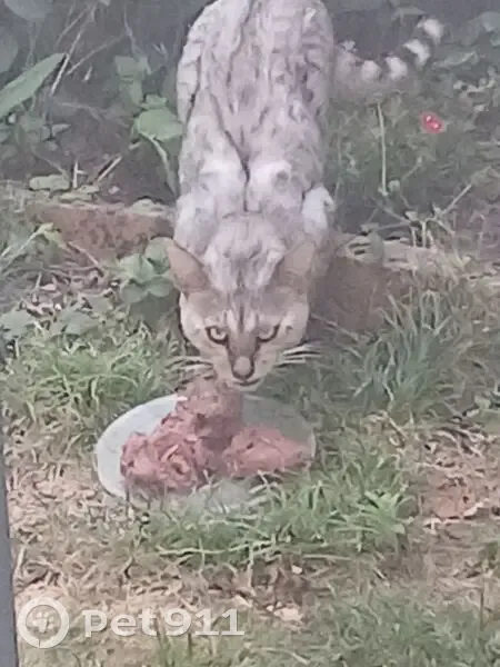 Chat trouvé, Rue d'Alsace, Champs-sur-Marne, Paris - ressemblant à un serval - photo